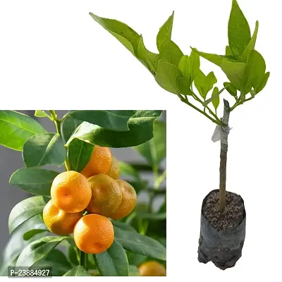 N.G.M.AGROCARE Grafted Chaina Komla Lemon Fruit Plant ( Pack Of 1 Plant )-thumb0