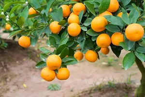 N.G.M.AGROCARE Grafted Chaina Komla Lemon Fruit Plant ( Pack Of 1 Plant )-thumb1