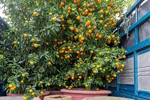 N.G.M.AGROCARE Darjeeling Sweet Komla Lemon Fruit Plant ( Pack Of 1 Plant )-thumb1