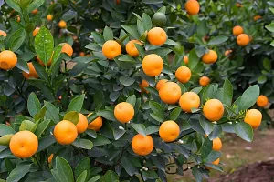 N.G.M.AGROCARE Darjeeling Sweet Komla Lemon Fruit Plant ( Pack Of 1 Plant )-thumb2