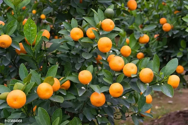 N.G.M.AGROCARE Darjeeling Sweet Komla Lemon Fruit Plant ( Pack Of 1 Plant )-thumb3