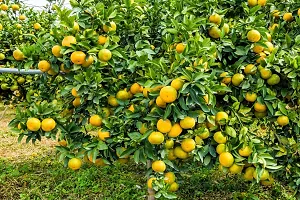 N.G.M.AGROCARE Grafted Nagpur Sweet Komla Lemon Plant ( Pack Of 1 Plant )-thumb2