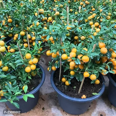N.G.M.AGROCARE Grafted Leblan Sweet Komla Lemon Fruit Plant ( Pack Of 1 Plant )-thumb0
