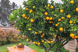 N.G.M.AGROCARE Grafted Leblan Sweet Komla Lemon Fruit Plant ( Pack Of 1 Plant )-thumb1