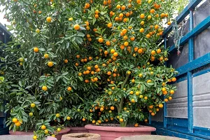 N.G.M.AGROCARE Grafted Leblan Sweet Komla Lemon Fruit Plant ( Pack Of 1 Plant )-thumb2