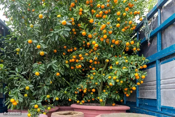 N.G.M.AGROCARE Grafted Leblan Sweet Komla Lemon Fruit Plant ( Pack Of 1 Plant )-thumb3
