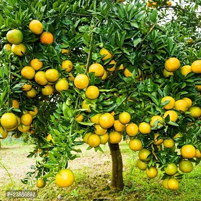 N.G.M.AGROCARE Grafted Bhutani Chatki Komla Lemon Fruit Plant ( Pack Of 1 Plant )-thumb0