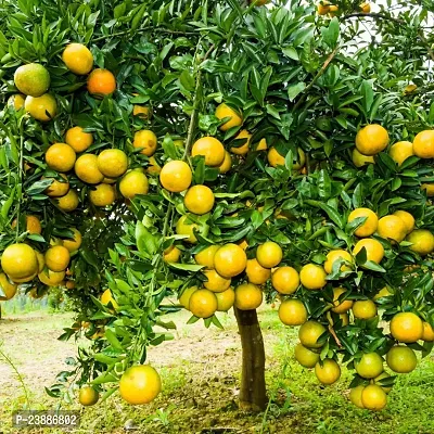 N.G.M.AGROCARE Grafted Bhutani Chatki Komla Lemon Fruit Plant ( Pack Of 1 Plant )