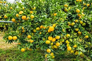 N.G.M.AGROCARE Grafted Bhutani Chatki Komla Lemon Fruit Plant ( Pack Of 1 Plant )-thumb1