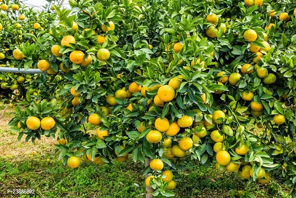 N.G.M.AGROCARE Grafted Bhutani Chatki Komla Lemon Fruit Plant ( Pack Of 1 Plant )-thumb2