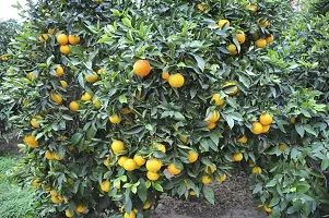 N.G.M.AGROCARE Grafted Bhutani Chatki Komla Lemon Fruit Plant ( Pack Of 1 Plant )-thumb2