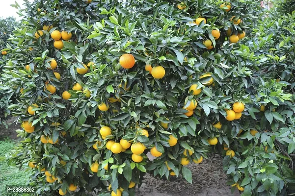N.G.M.AGROCARE Grafted Bhutani Chatki Komla Lemon Fruit Plant ( Pack Of 1 Plant )-thumb3