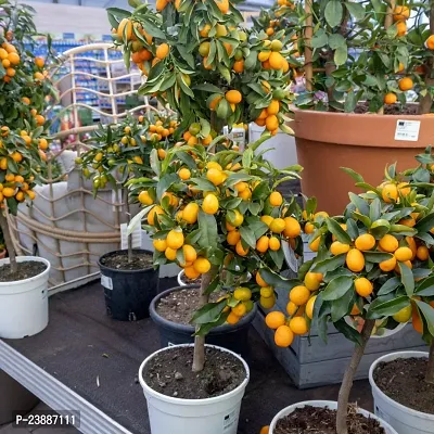 N.G.M.AGROCARE Grafted Dekopon Sweet Komla Lemon Plant ( Pack Of 1 Plant )