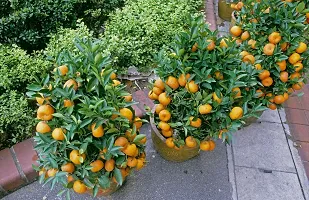 N.G.M.AGROCARE Grafted Dekopon Sweet Komla Lemon Plant ( Pack Of 1 Plant )-thumb1