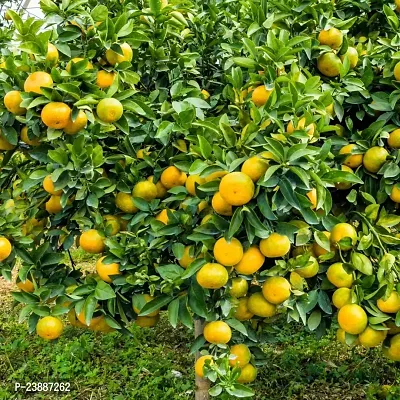 N.G.M.AGROCARE Grafted Karka Komla Lemon Plant ( Pack Of 1 Plant )