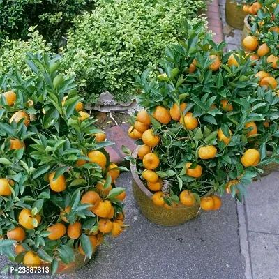 N.G.M.AGROCARE Grafted Jaffa Komla Lemon Plant ( Pack Of 1 Plant )-thumb0
