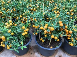 N.G.M.AGROCARE Grafted Jaffa Komla Lemon Plant ( Pack Of 1 Plant )-thumb1