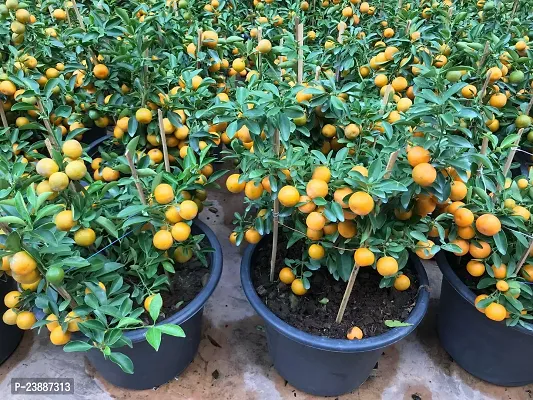 N.G.M.AGROCARE Grafted Jaffa Komla Lemon Plant ( Pack Of 1 Plant )-thumb2