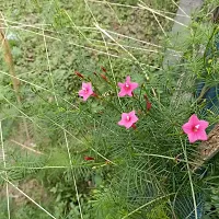 N.G.M.AGROCARE Cypress Vine/Star Glory Mixed Flower Seeds All Color ( Pack Of 10 Seeds )-thumb1