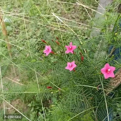 N.G.M.AGROCARE Cypress Vine/Star Glory Mixed Flower Seeds All Color ( Pack Of 10 Seeds )-thumb2