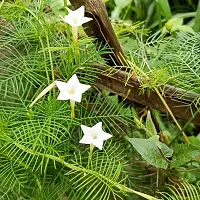 N.G.M.AGROCARE Cypress Vine/Star Glory Mixed Flower Seeds All Color ( Pack Of 10 Seeds )-thumb3