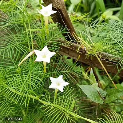 N.G.M.AGROCARE Cypress Vine/Star Glory Mixed Flower Seeds All Color ( Pack Of 10 Seeds )-thumb4