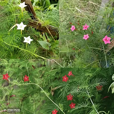 N.G.M.AGROCARE Cypress Vine/Star Glory  Mixed Flower Seeds All Color ( Pack Of 15 Seeds )-thumb0