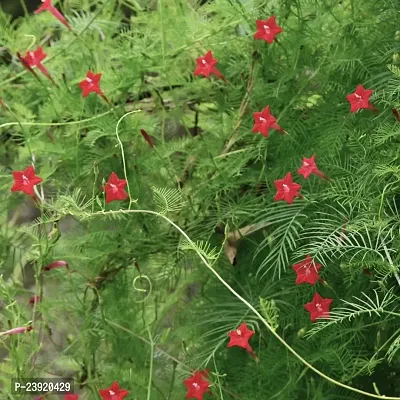 N.G.M.AGROCARE Cypress Vine/Star Glory Red Color Flower Seeds ( Pack Of 10 Seeds )