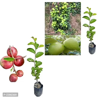 N.G.M.AGROCARE Grafted Two Variety Apple Hybrid Ber Jujube ( Kul ) Fruit Plant  ( Pack Of 1 Plant )