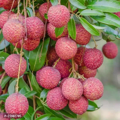 N.G.M.AGROCARE Hybrid Bombai Lychee Plant ( Pack Of 1 Plant )-thumb0