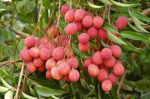 N.G.M.AGROCARE Hybrid Bombai Lychee Plant ( Pack Of 1 Plant )-thumb3