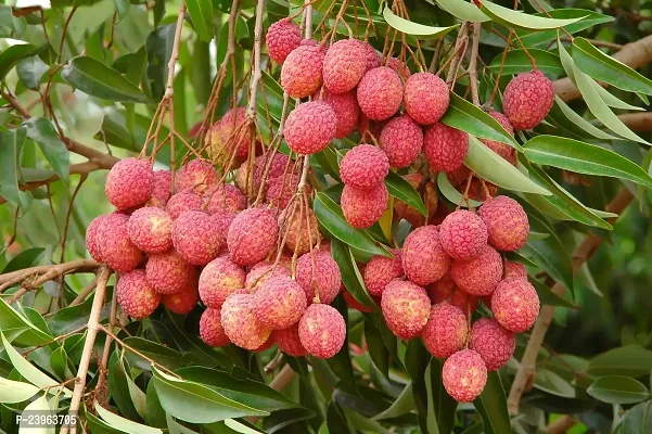 N.G.M.AGROCARE Hybrid Bombai Lychee Plant ( Pack Of 1 Plant )-thumb4