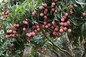 N.G.M.AGROCARE Hybrid Bombai Lychee Plant ( Pack Of 1 Plant )-thumb2