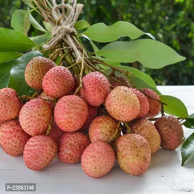 N.G.M.AGROCARE China Lychee-3 Plant ( Pack Of 1 Plant )