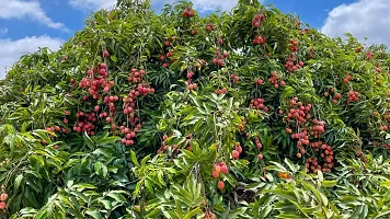 N.G.M.AGROCARE China Lychee-3 Plant ( Pack Of 1 Plant )-thumb2