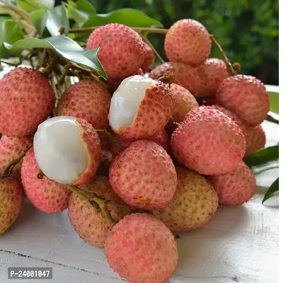 N.G.M.AGROCARE Muzaffarpur Lychee Fruit Plant ( Pack Of 1 Plant )