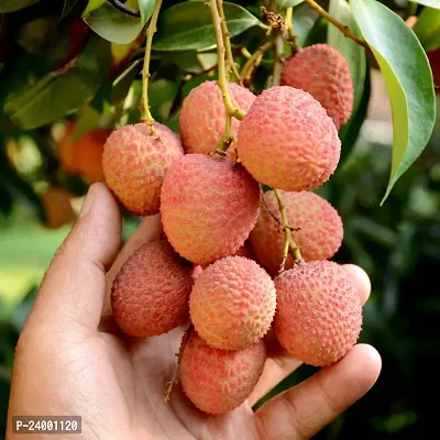 N.G.M.AGROCARE Hybrid Shahi Lychee Fruit Plant ( Pack Of 1 Plant )-thumb0