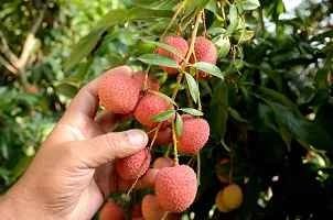 N.G.M.AGROCARE Hybrid Shahi Lychee Fruit Plant ( Pack Of 1 Plant )-thumb1