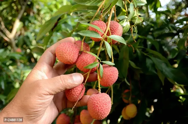 N.G.M.AGROCARE Hybrid Shahi Lychee Fruit Plant ( Pack Of 1 Plant )-thumb2