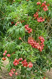 N.G.M.AGROCARE Hybrid Shahi Lychee Fruit Plant ( Pack Of 1 Plant )-thumb2