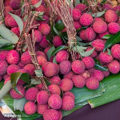 N.G.M.AGROCARE Anar Lychee Fruit Plant ( Pack Of 1 Plant )