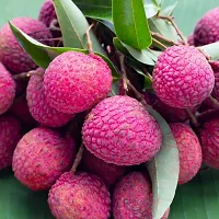 N.G.M.AGROCARE Anar Lychee Fruit Plant ( Pack Of 1 Plant )-thumb2