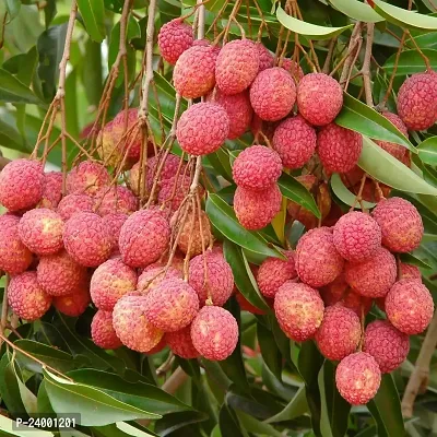 N.G.M.AGROCARE Murshidabad Lychee Fruit Plant ( Pack Of 1 Plant )-thumb0