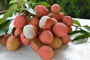 N.G.M.AGROCARE Murshidabad Lychee Fruit Plant ( Pack Of 1 Plant )-thumb2