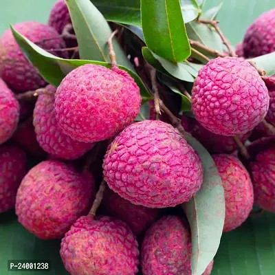 N.G.M.AGROCARE Hybrid Lychee Plant ( Pack Of 1 Plant )