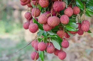 N.G.M.AGROCARE Hybrid Lychee Plant ( Pack Of 1 Plant )-thumb3