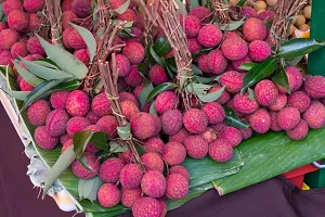 N.G.M.AGROCARE Hybrid Lychee Plant ( Pack Of 1 Plant )-thumb2