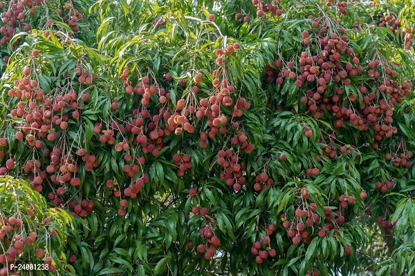 N.G.M.AGROCARE Hybrid Lychee Plant ( Pack Of 1 Plant )-thumb2