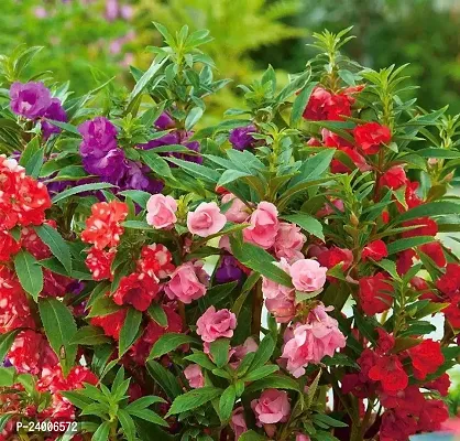 N.G.M.AGROCARE Balsam Double Mixed Flower Seed ( Pack Of 50 Seeds )-thumb0