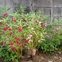 N.G.M.AGROCARE Balsam Double Mixed Flower Seed ( Pack Of 50 Seeds )-thumb1